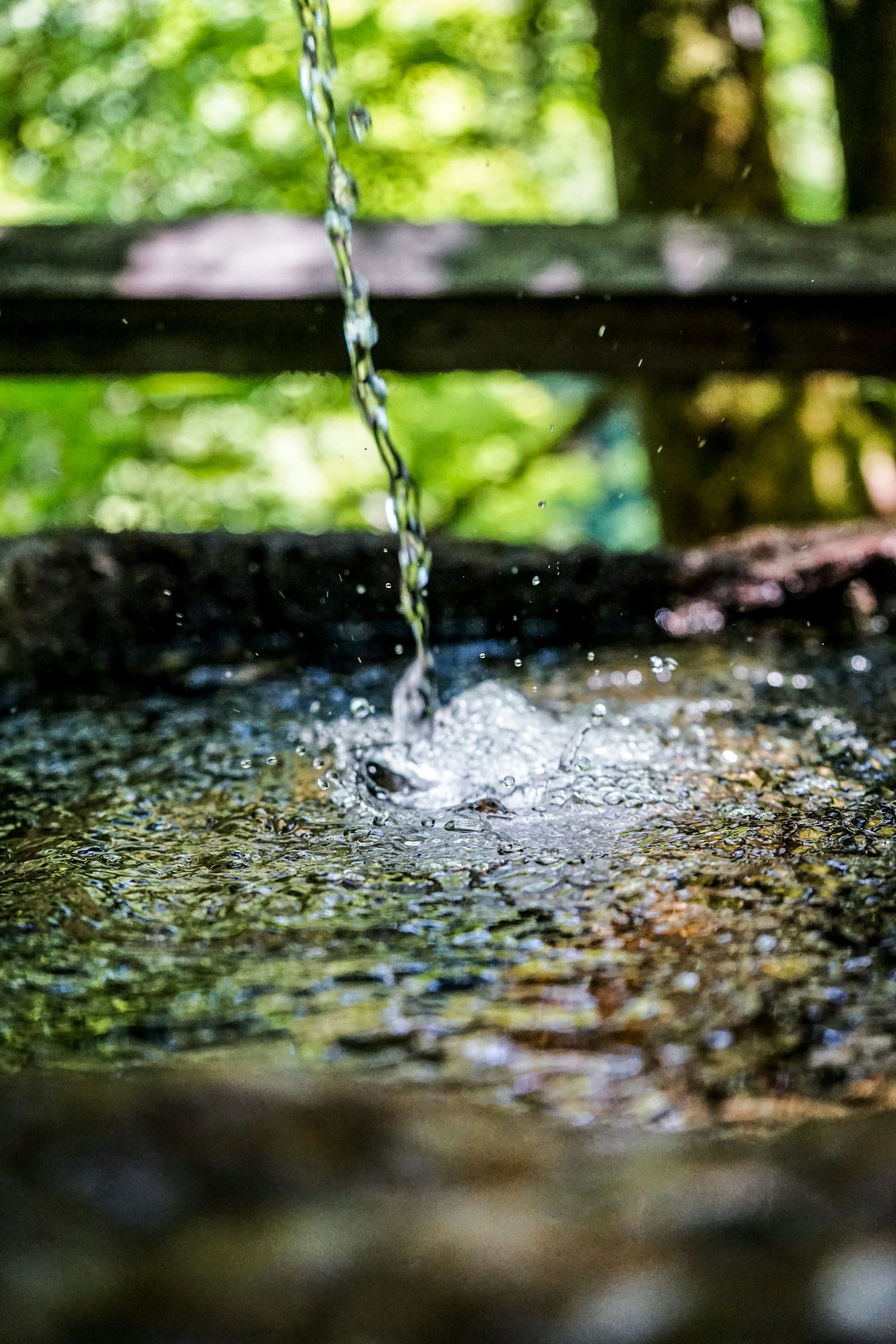 Fresh Water flowing into a forest basin