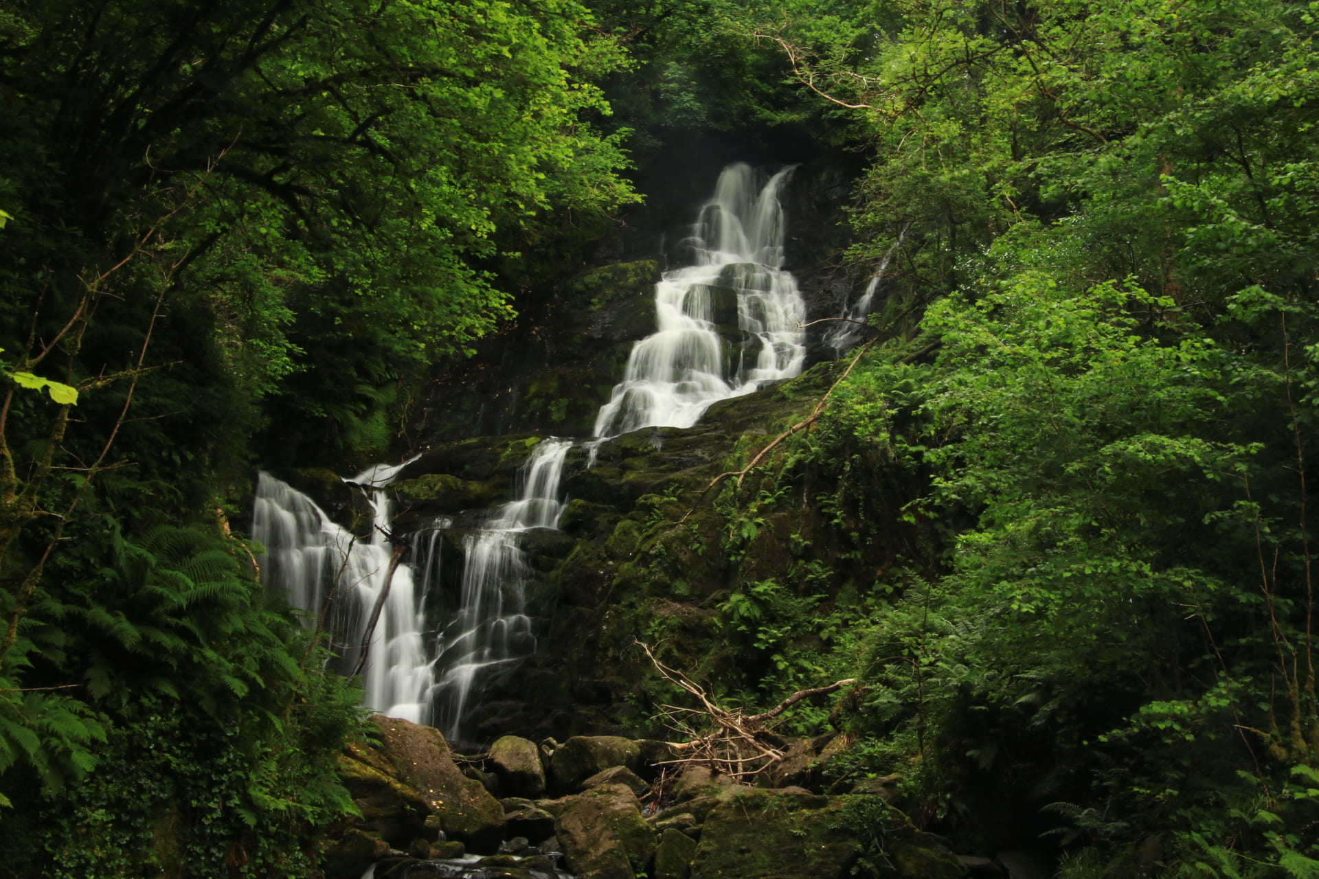 Lush mixed broadleaf forest with waterfall
