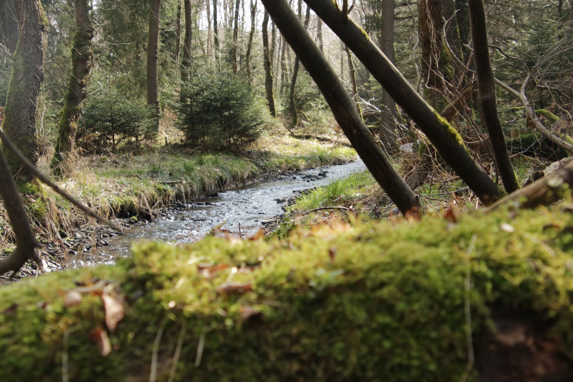 Mixed European forest with stream